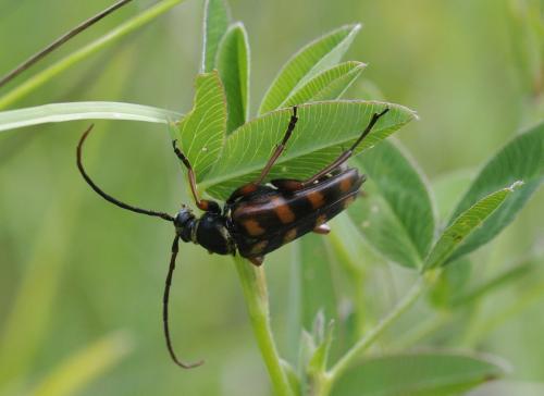 Réf. 197 893 : Leptura aurulenta